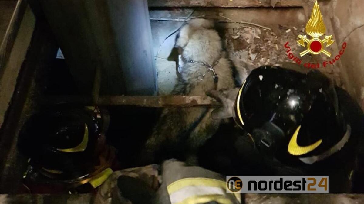 Cane pastore bloccato sott'acqua  nelle canalette della cartiera: lo salvano i pompieri - 