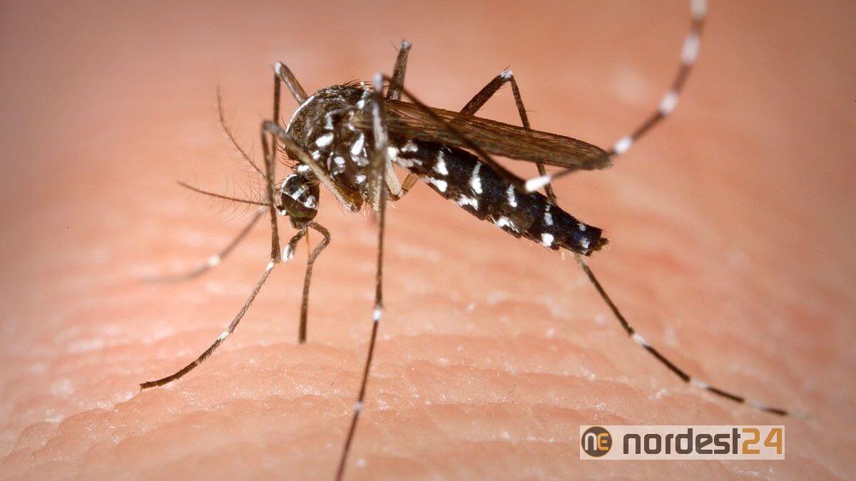 Latisana. Caso di febbre Dengue: scatta l'allerta - 