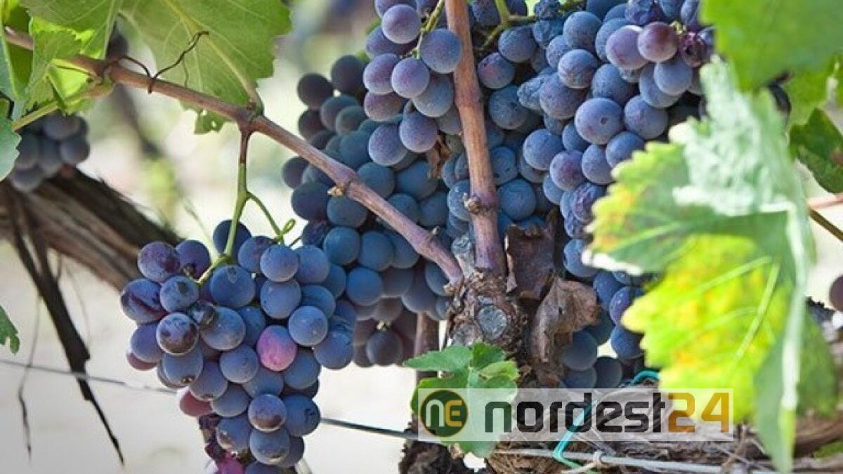 A Cervignano uno dei vitigni più antichi del Friuli: se ne parla domani a Radio Rai Uno - 