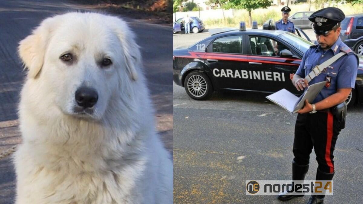 Polcenigo, cane rinchiuso in casa e maltrattato: arrestato 44enne - 