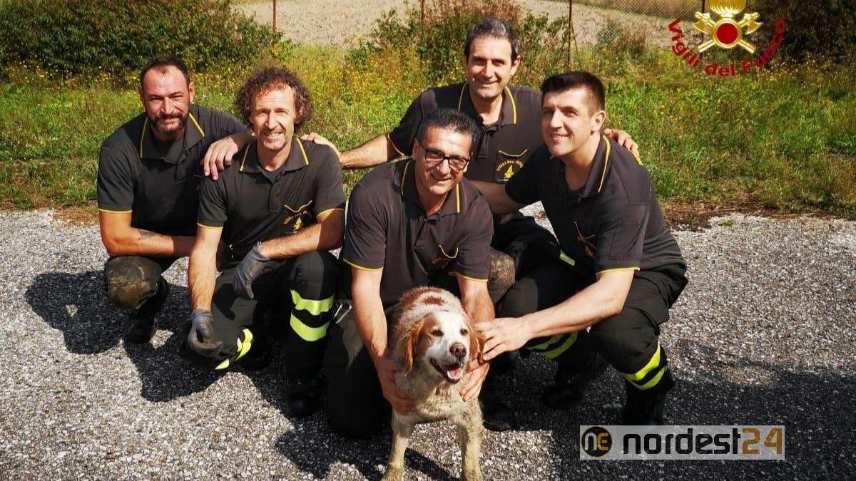Cade nel pozzo per 20 metri: i pompieri salvano un cane "Breton" - 