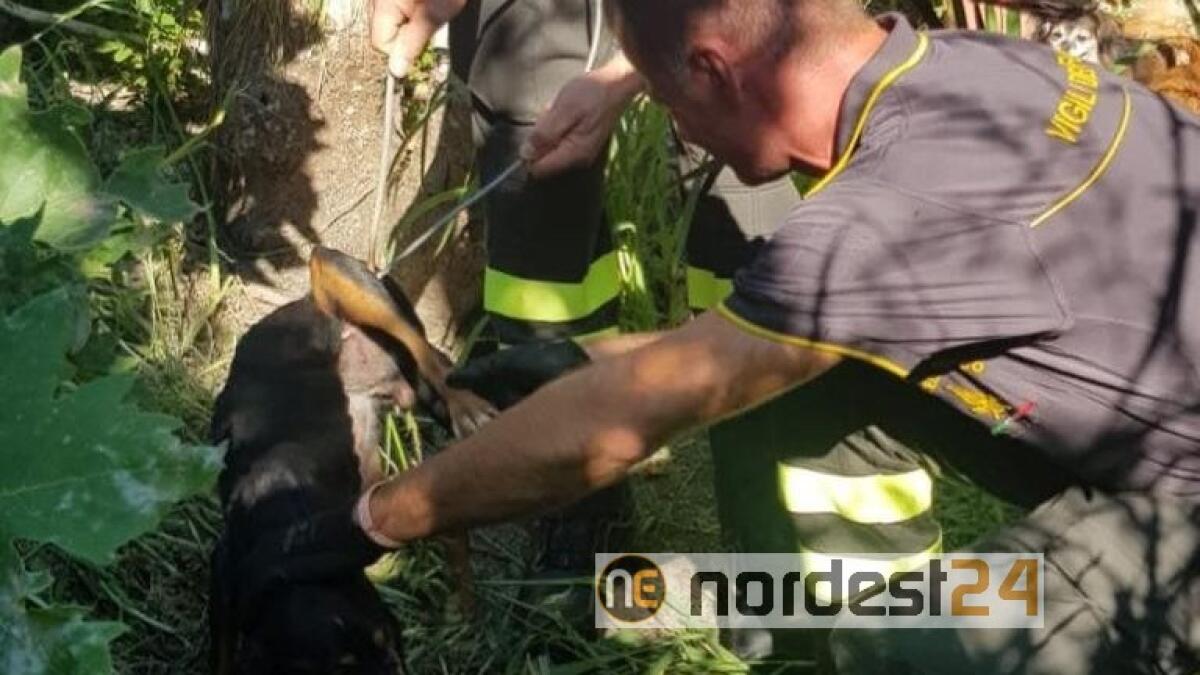 Meticcio fugge e salva un cane in fin di vita intrappolato tra i cavi - 