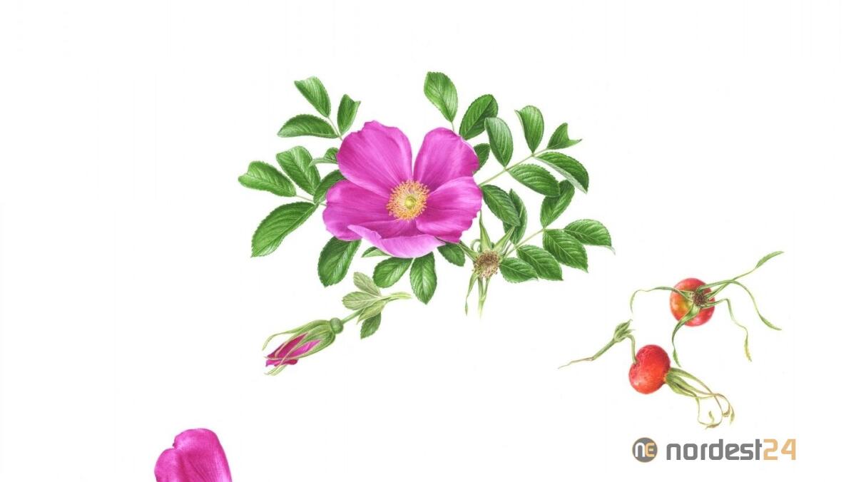 Al Museo di Storia naturale mostra di acquerelli botanici 'NATURA DIPINTA' - espone SILVANA RAVA - 