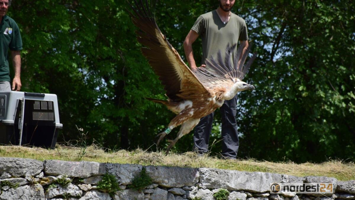 “Vivi e liberi di volare” alla Riserva Naturale Regionale del Lago di Cornino - 