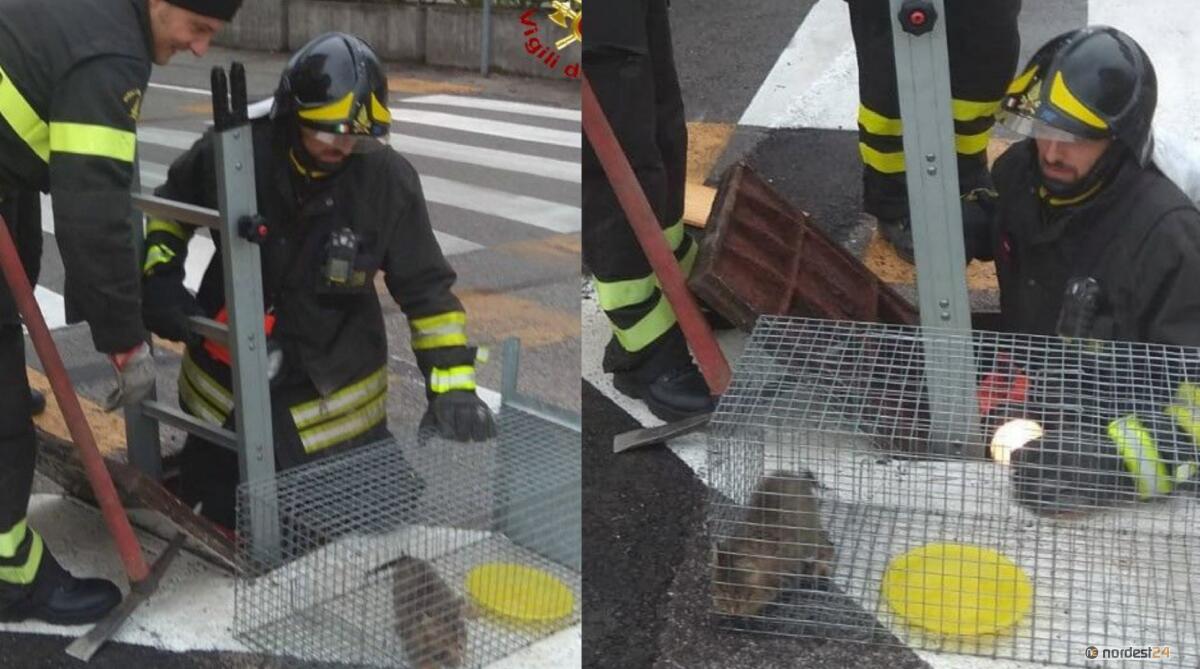 Maniago. Gattino intrappolato da 2 giorni nella rete fognaria: salvato - 