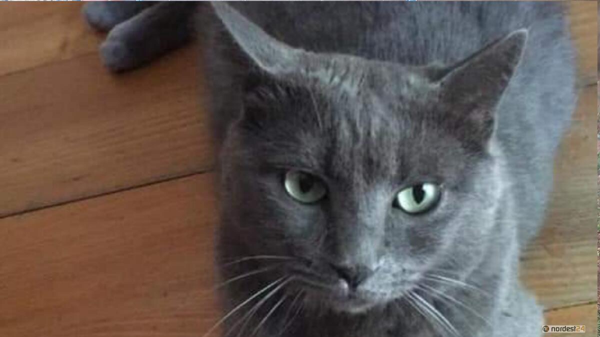 Gatto smarrito: 5.000 euro a chi lo ritrova - 