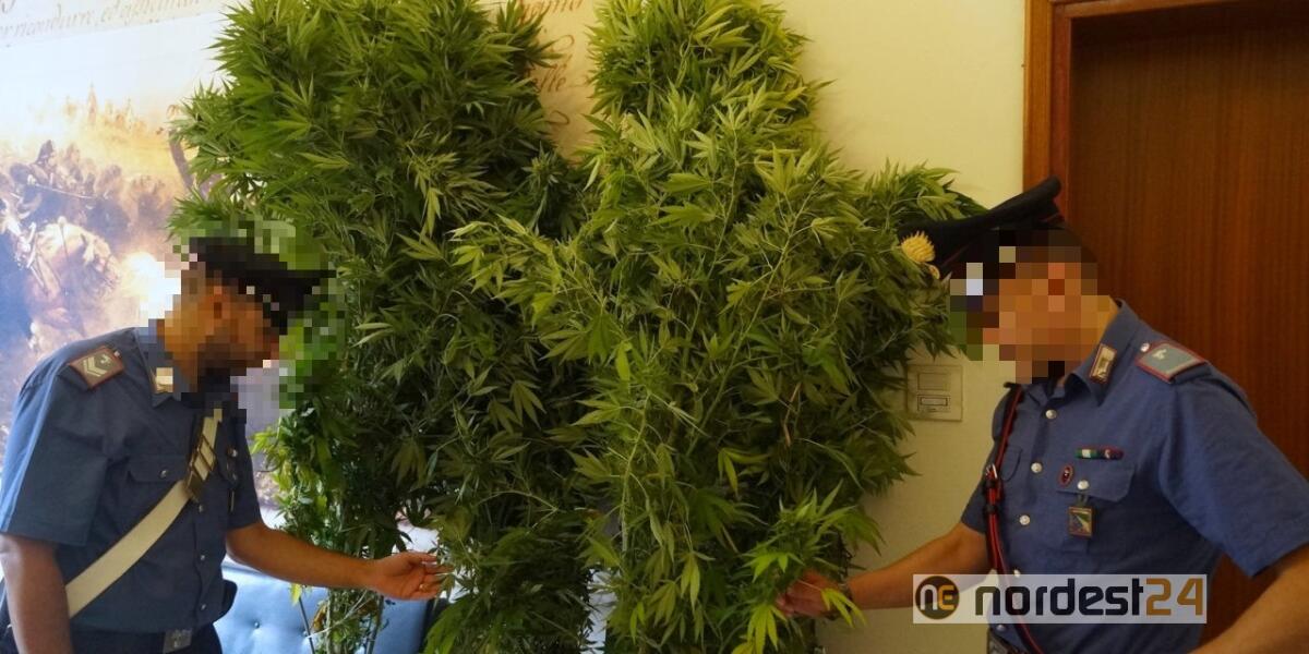 Concordia Sagittaria. Marijuana nel giardino di casa: piante alte un metro e mezzo - 