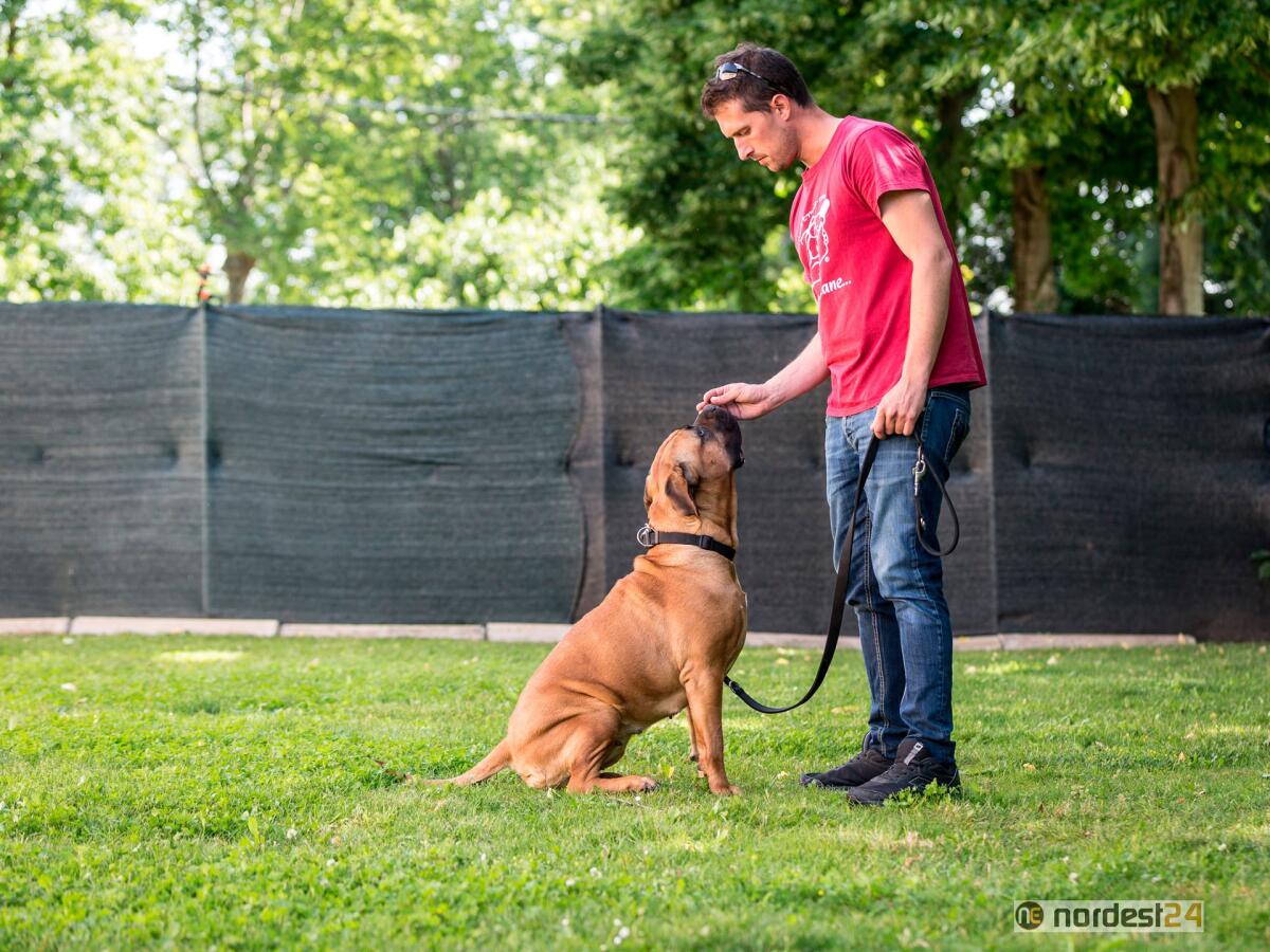 A Treviso la scuola per diventare dog sitter professionista - 