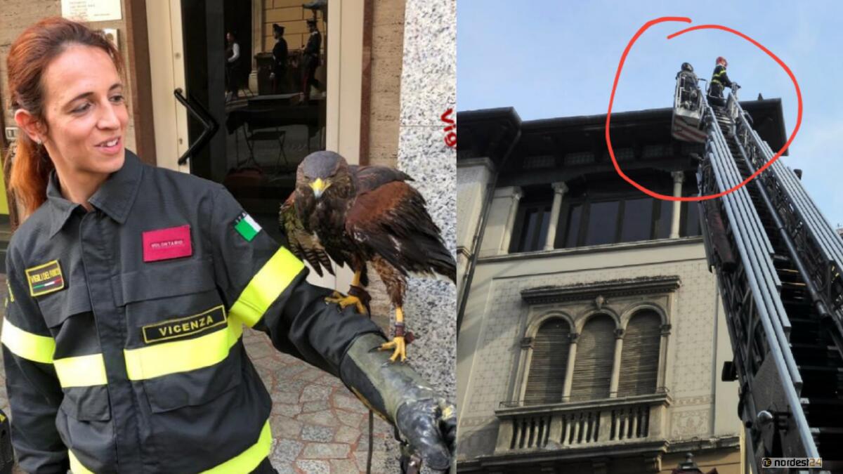 Poiana scappa durante la manifestazione: recuperata a 10 metri sul palazzo - 