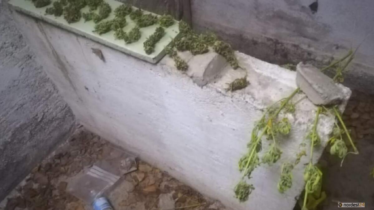 Coltiva la marijuana nell'autorimessa: 16enne denunciato - 