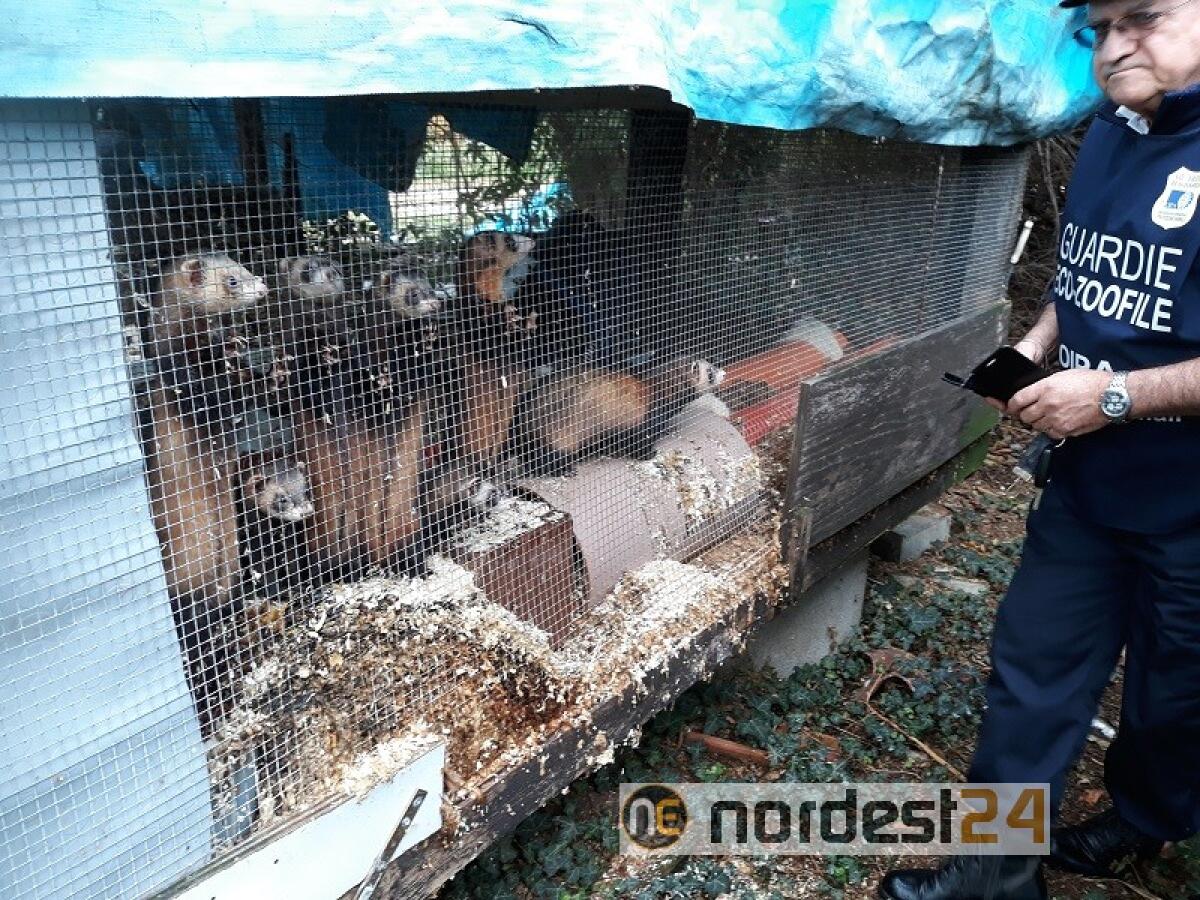 Udine. Sequestro di furetti e tartarughe detenuti in condizioni disperate - 
