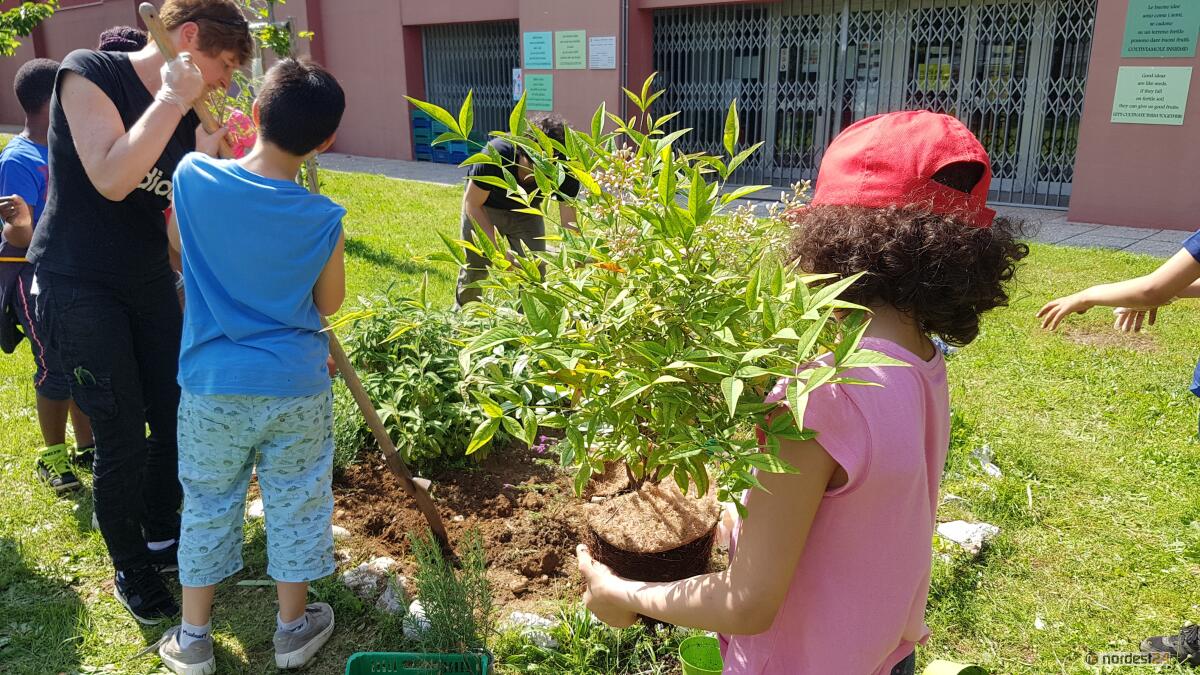 Udine, nel quartiere Aurora scatta l'operazione biodiversità - 