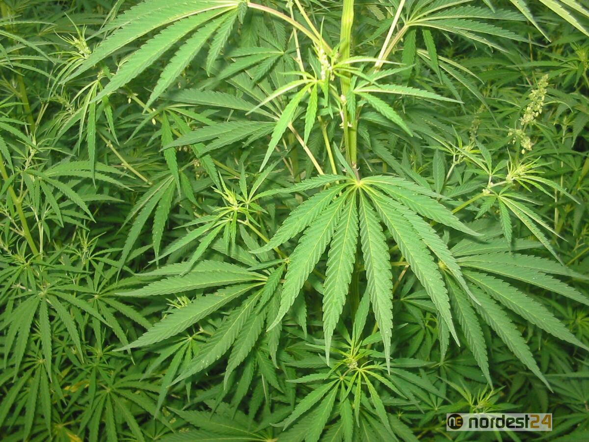 A Sacile la marijuana sul terrazzo, ma il 30enne si difende: "pianta ornamentale" - 