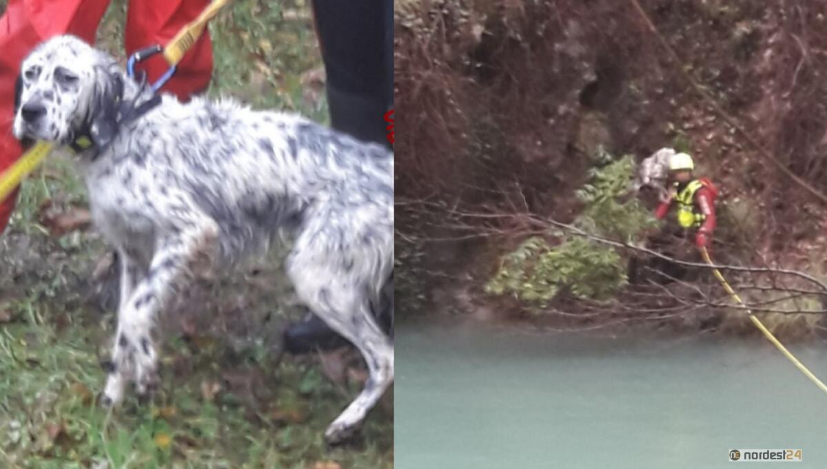 Scivola nel dirupo per 70 metri: cane salvato dai pompieri - 