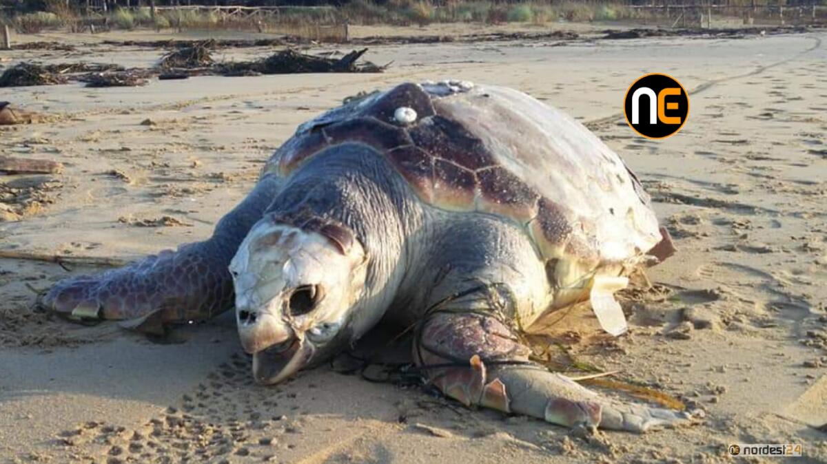A Bibione boom di tartarughe spiaggiate: è allerta - 