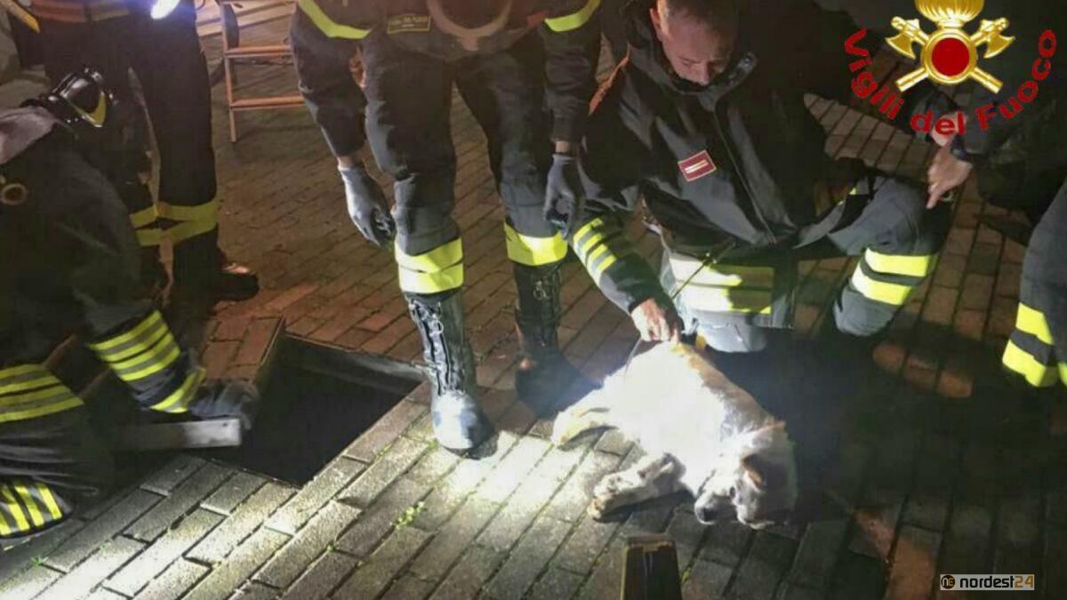 Cade nel pozzo profondo 5 metri: cane cieco salvato dai pompieri - 