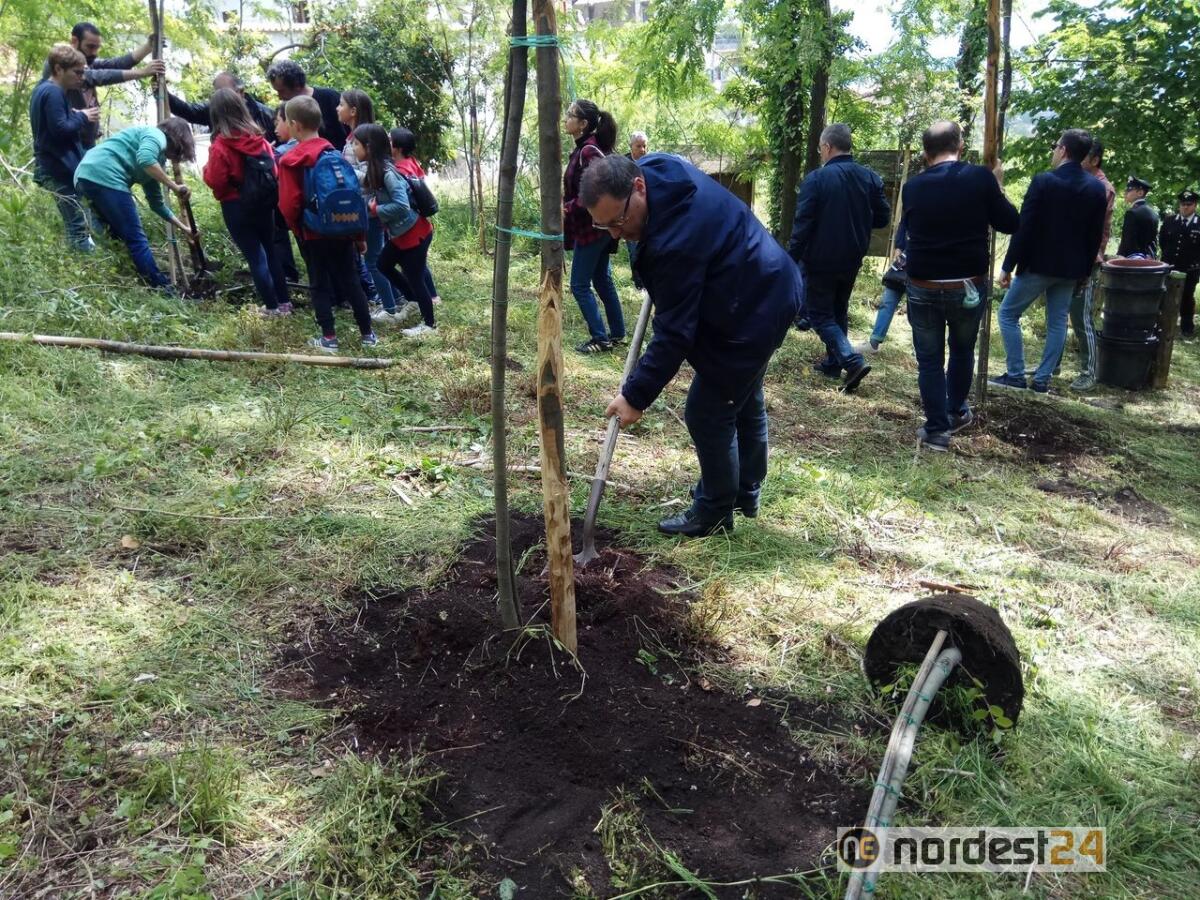 Saranno piantumati 10.000 alberi: San Michele al Tagliamento sempre più green - 