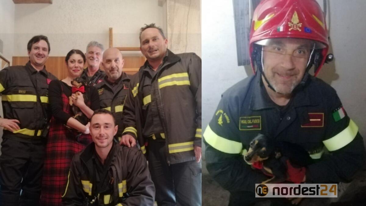 Trieste. Cade in un vano ascensore: cagnolino salvato dai pompieri - 