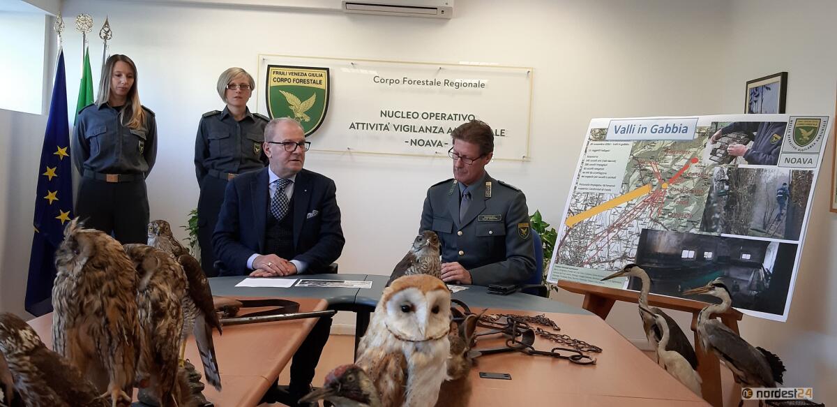 Bracconaggio, maxi sequestro per uccellagione abusiva tra Attimis e Faedis - 