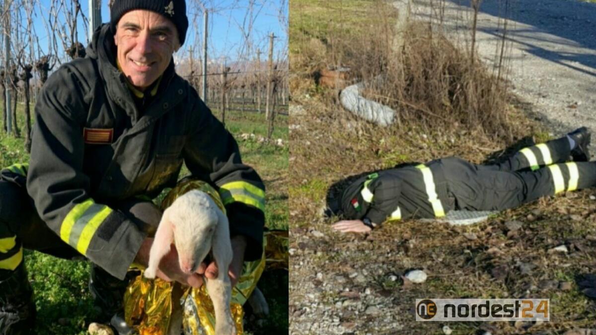 Un agnello sta per affogare nel pozzo: lo salvano i pompieri - 