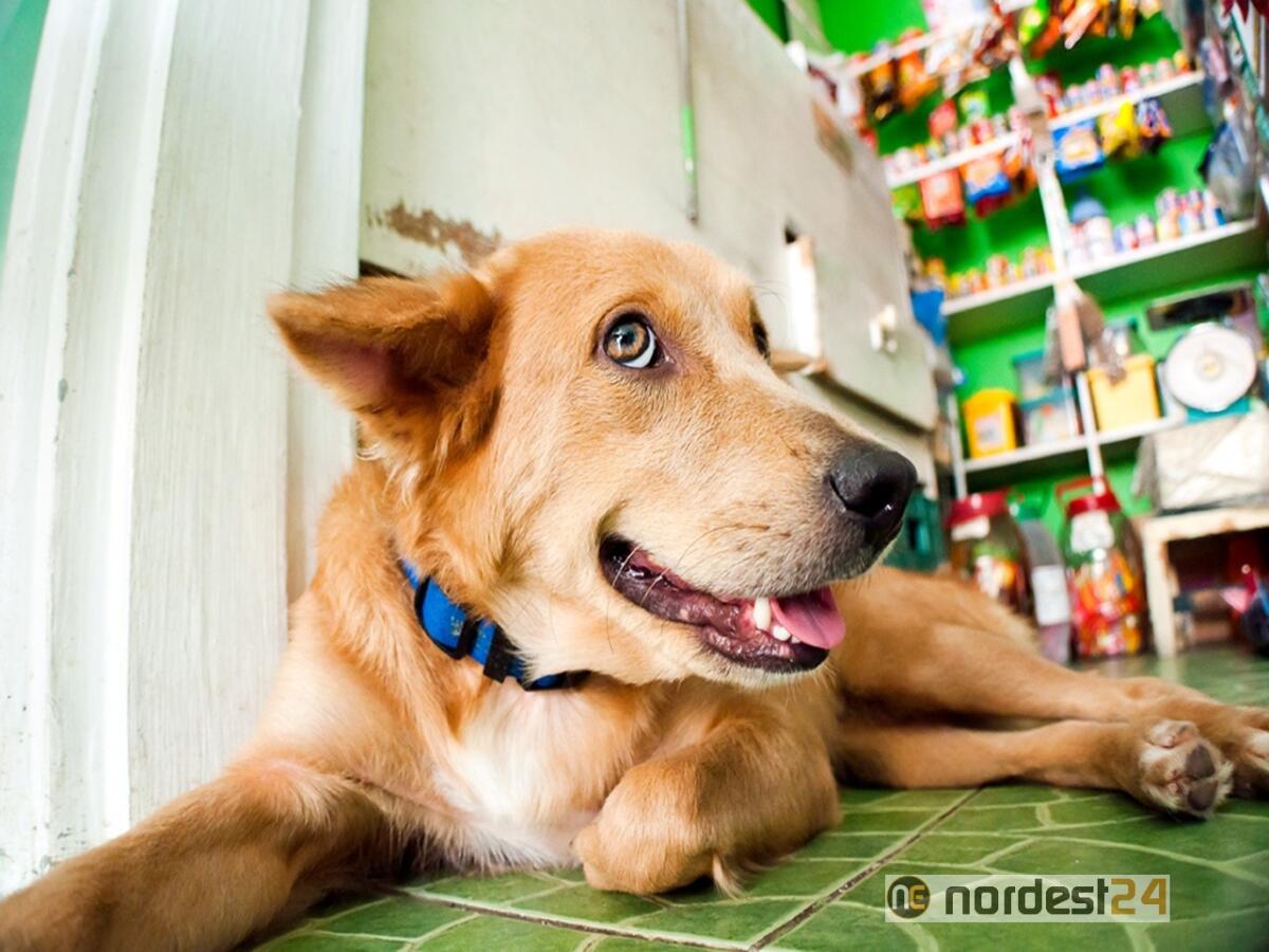 L'educazione del cane, comportamenti ed errori da evitare: un incontro a Udine - 