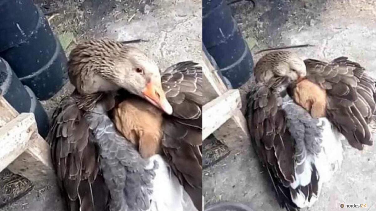 Un'oca offre riparo ad un cucciolo di cane che rischia di congelare - 