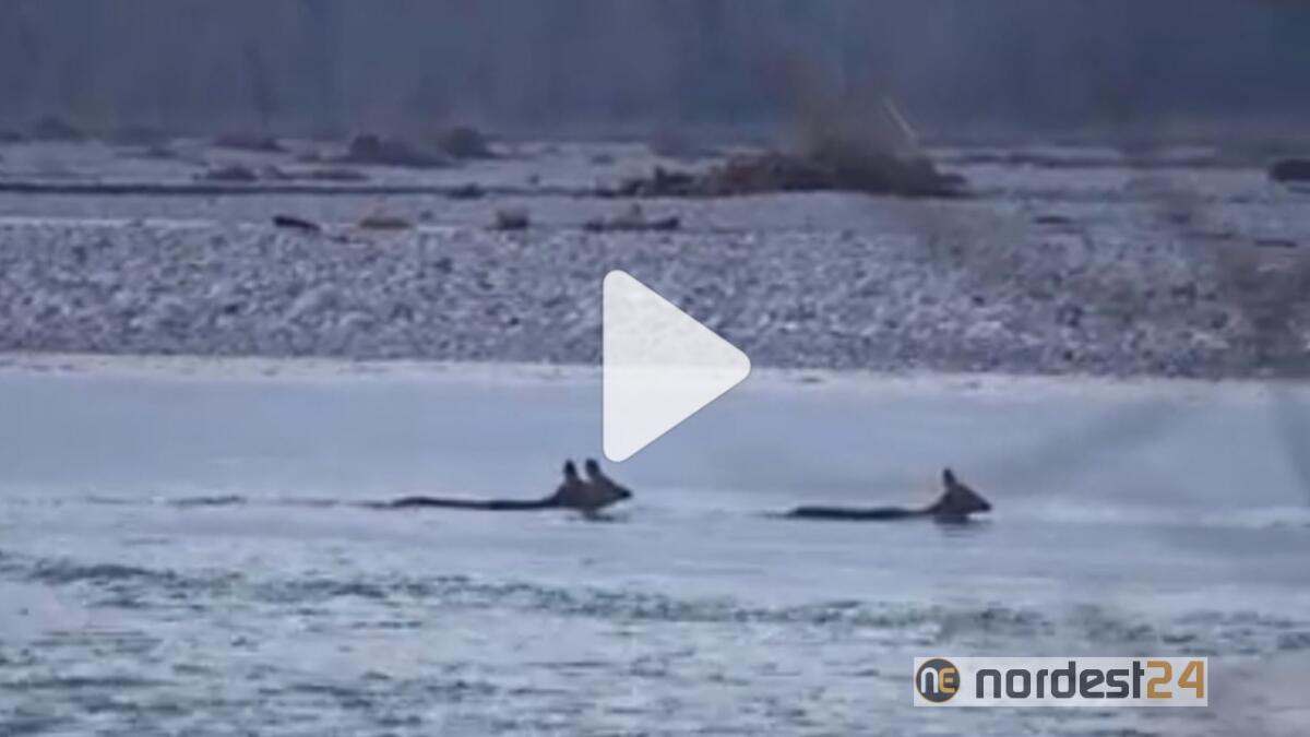 Spettacolo a Pinzano al Tagliamento: i caprioli nuotano nel fiume - 