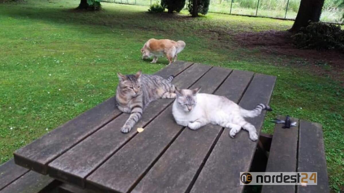 Nasce la grande Oasi per gatti grazie ad una maxi-donazione - 