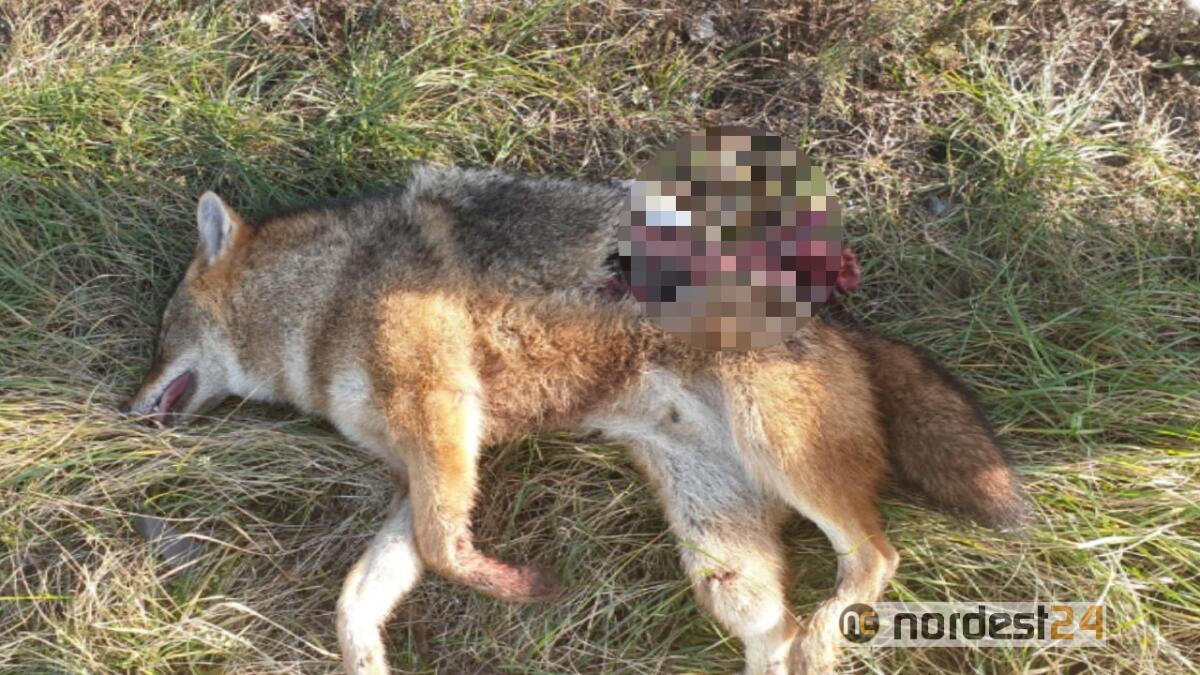 Tavagnacco. Sciacallo dorato investito ed ucciso in tangenziale - 