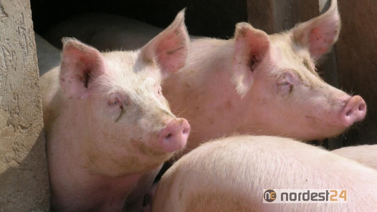 Confagricoltura Fvg: cauto ottimismo per la suinicoltura del 2020 - 
