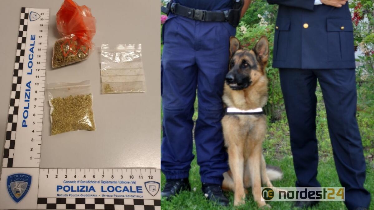 San Michele al Tagliamento, al parco con la droga: i cani fiutano due 17enni - 