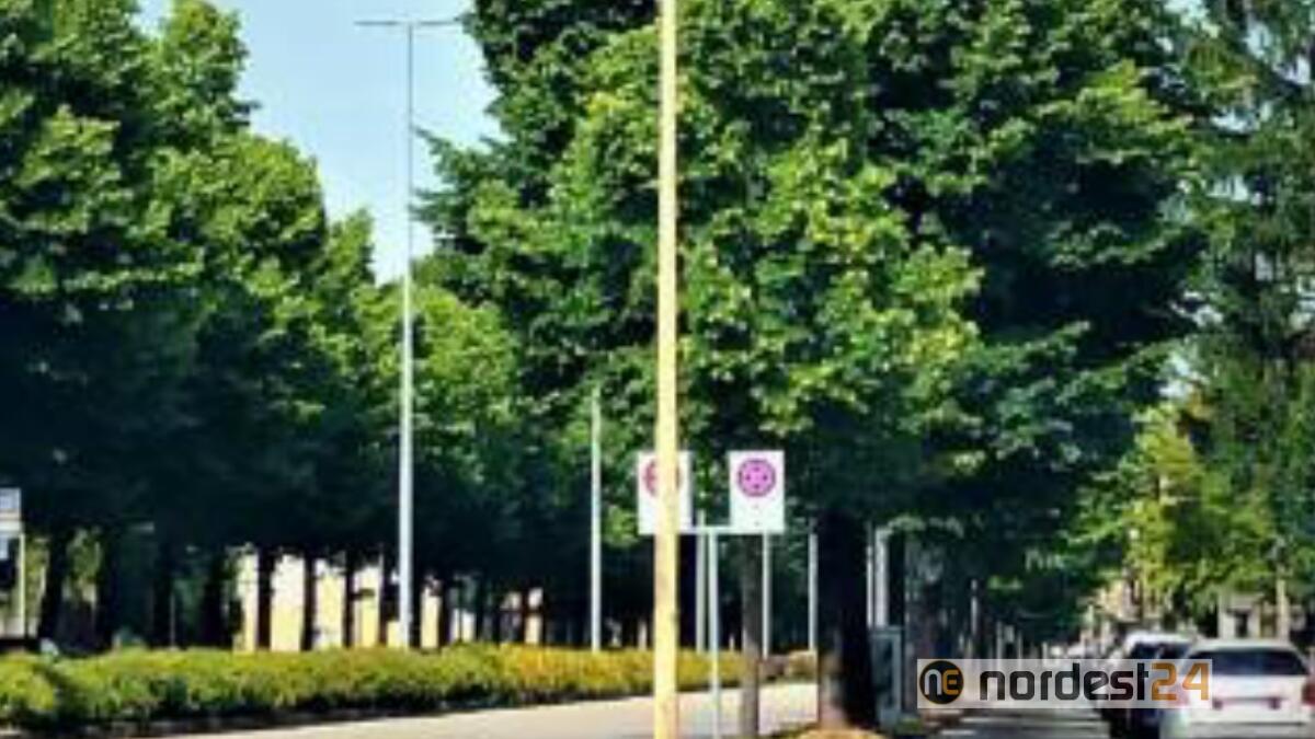 Udine. Nuove rotonde in viale Venezia: "gli alberi non si tocchino" - 