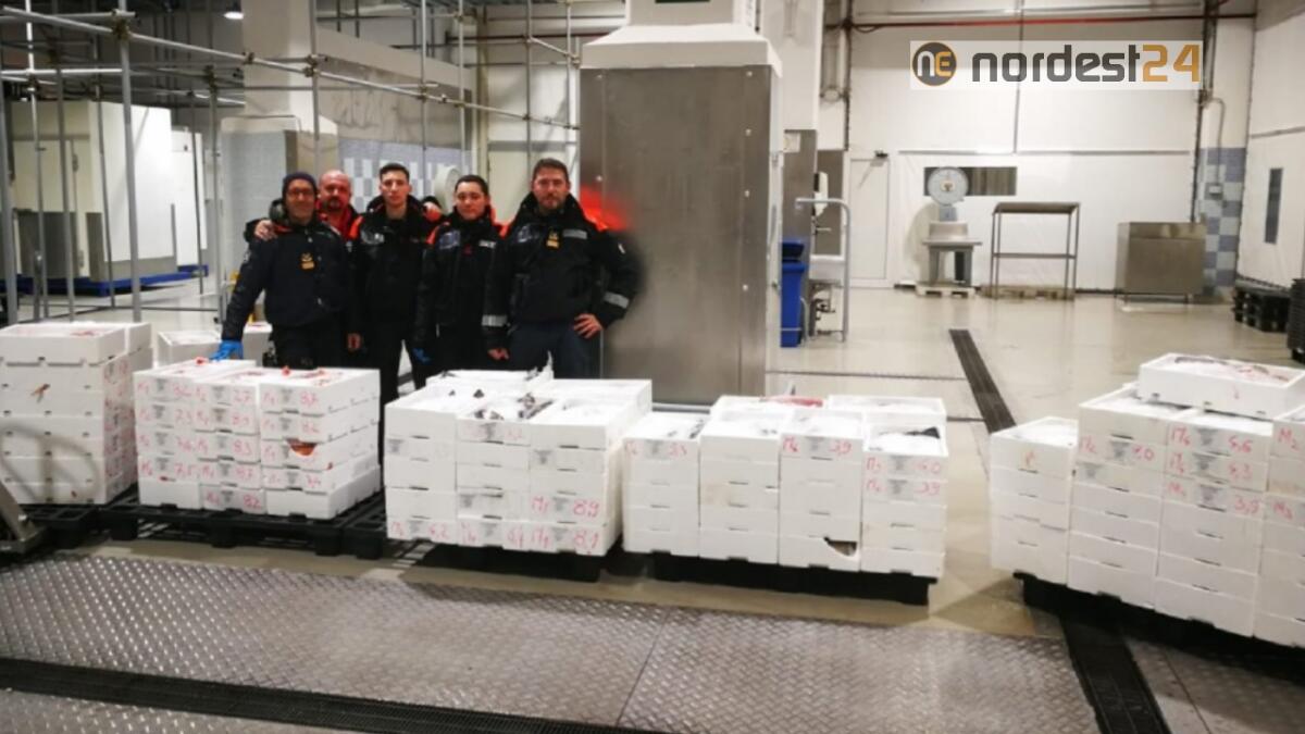 Sequestrata una tonnellata di pesce in un camion frigo - 