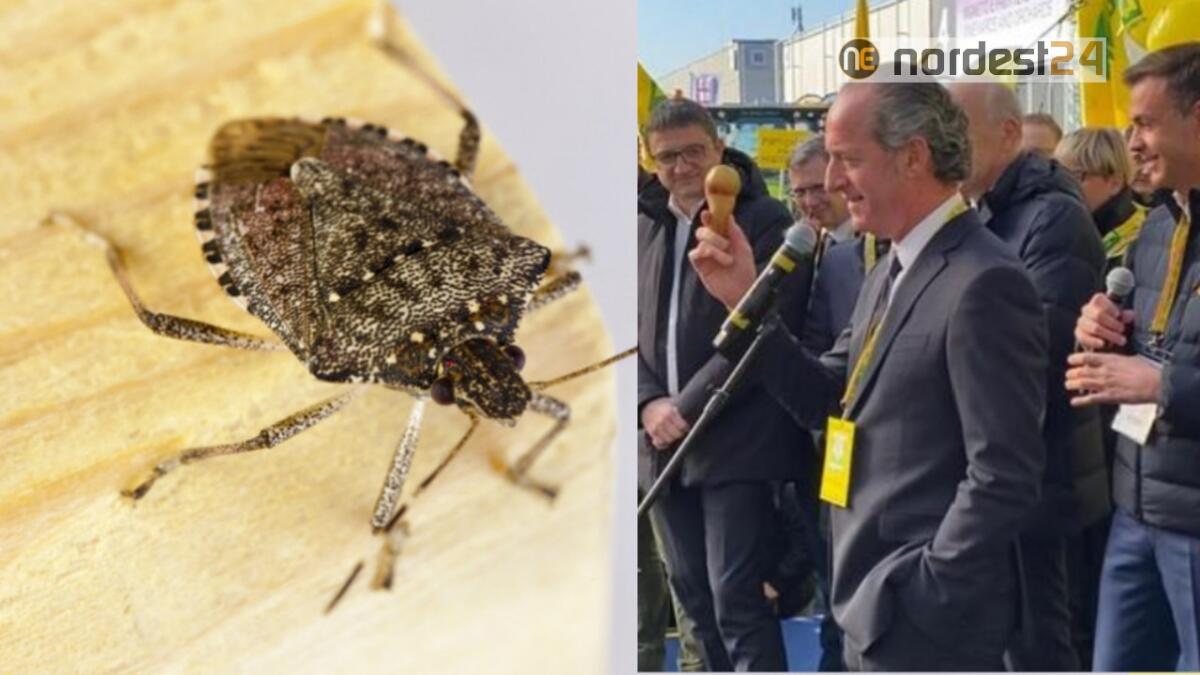 Cimice asiatica, Zaia sul palco: "da quei Paesi arrivano schifezze" - 
