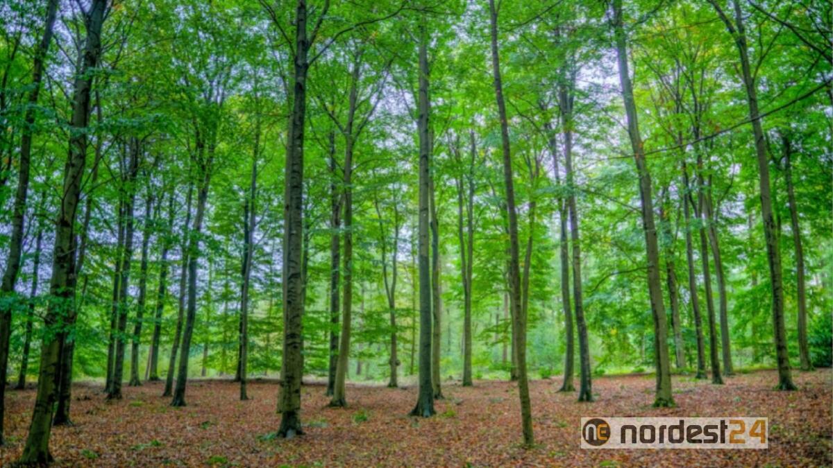 A Summaga (VE) nasce un nuovo bosco con 1000 alberi - 