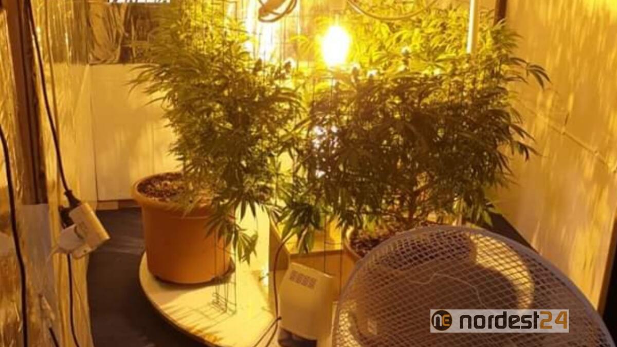 Cavallino Treporti, piante di marijuana in casa: denunciato 29enne - 