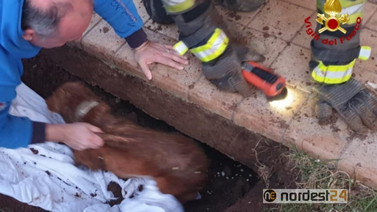 Cocker incastrato in un buco nel terreno: lo salvano i pompieri - 