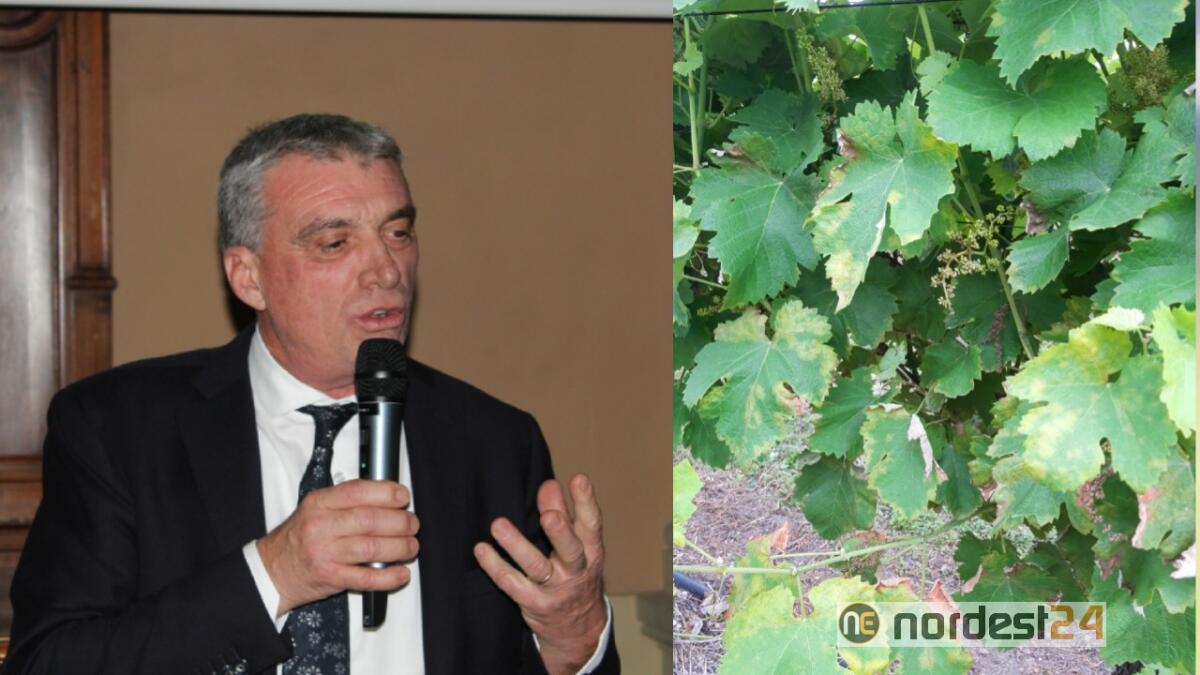 Maltempo e malattie piante: risarcimenti per gli agricoltori del Portogruarese e Sandonatese - 