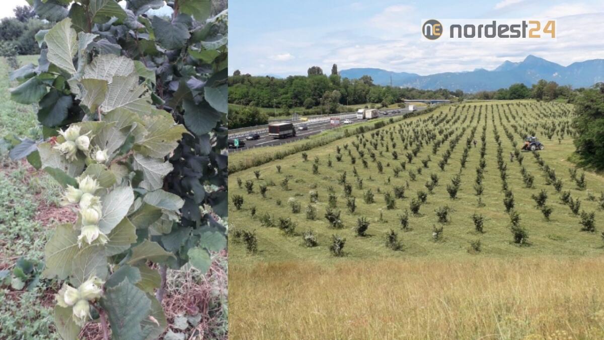 Anche le nocciole friulane nella sfida tra le creme - 