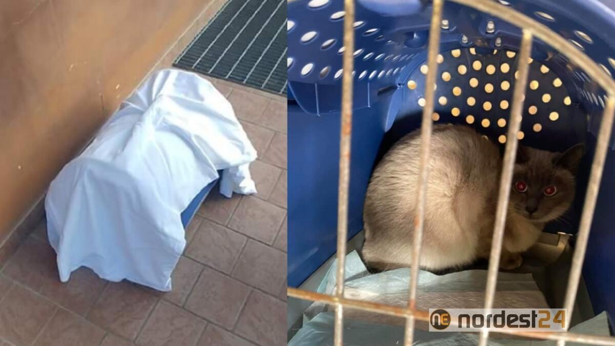 Abbandonano il gatto davanti al Cat cafè: l'appello della titolare al proprietario - 