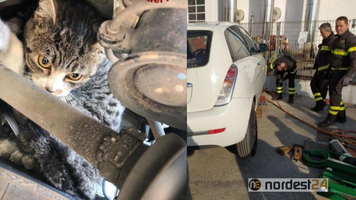 Gattino incastrato nel vano motore di un'auto, salvato dai pompieri - 