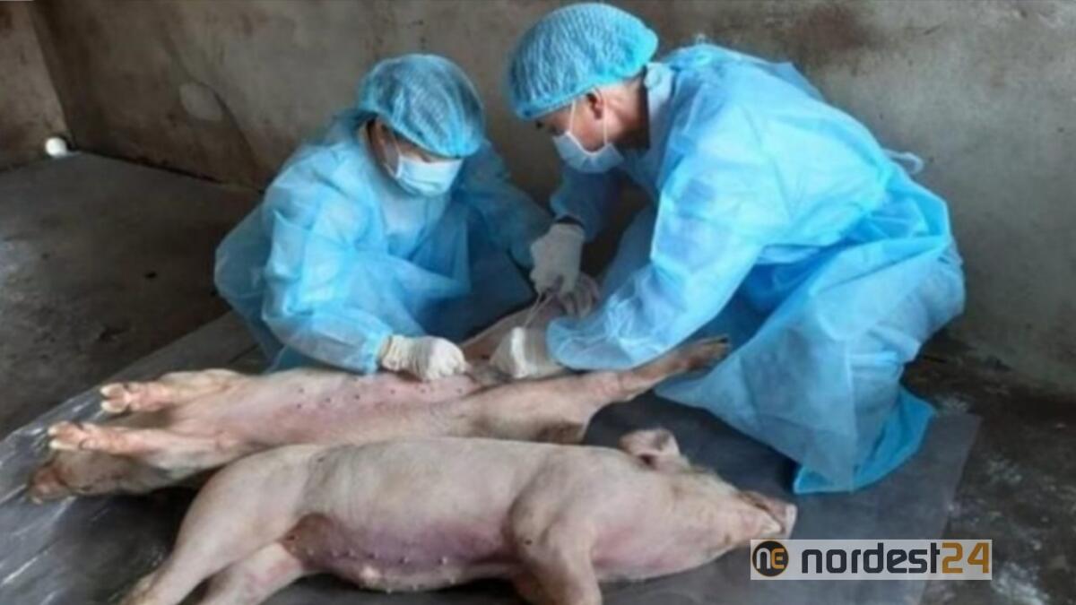 Peste suina, sequestrate 10 tonnellate di carne cinese a Padova - 