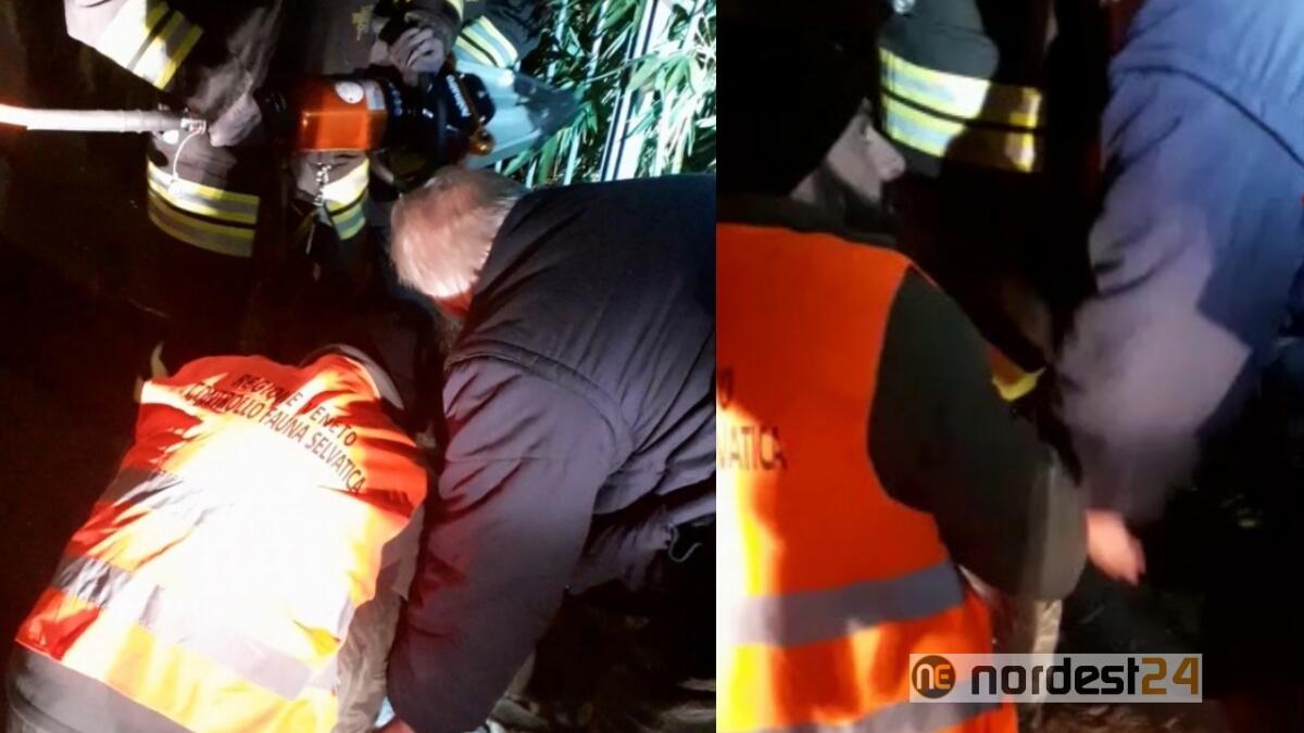 Capriolo incastrato nell'inferriata: lo liberano i pompieri - 