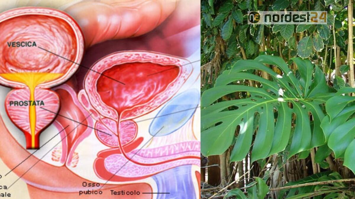 Ricostruire organi con materiali di origine vegetale: a Udine il progetto - 