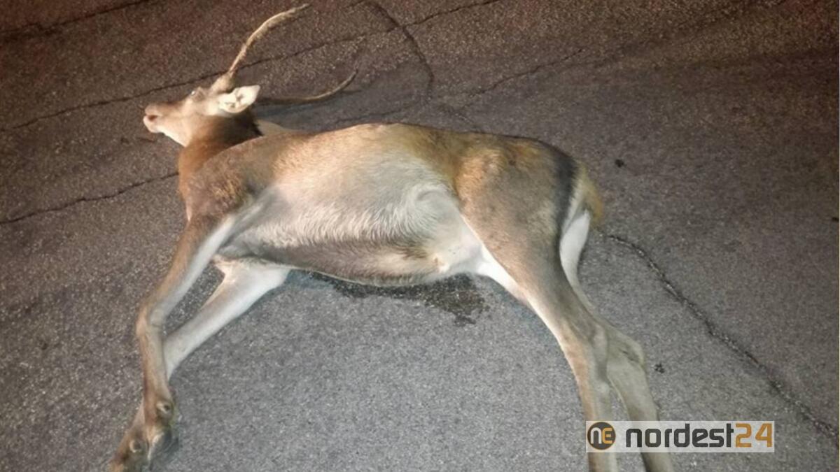 Centrano un cervo sulla strada: morto l'animale, illesi gli occupanti dell'auto - 