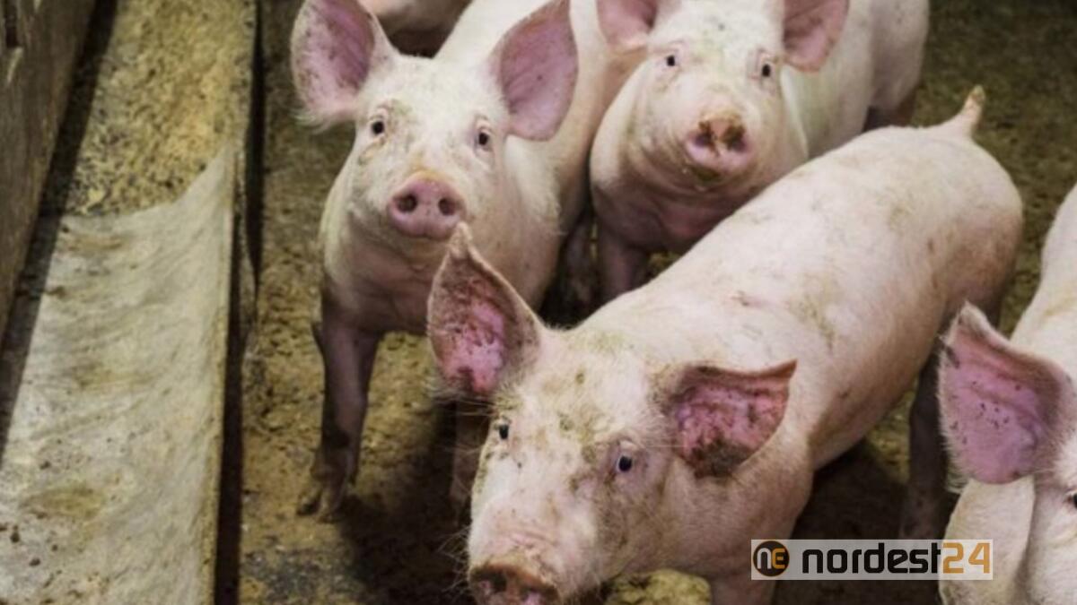 Peste suina: la filiera friulana  teme uno shock - 