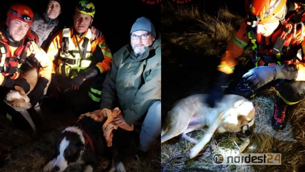 Finiscono nella forra del torrente: salvati 2 cani dai pompieri - 