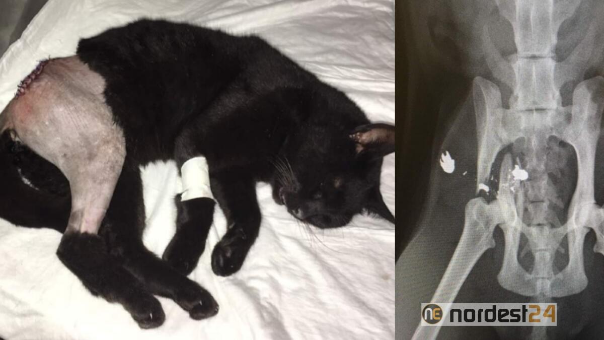 Sparano al gatto, rischia la paralisi: Nerina riprende a camminare - 
