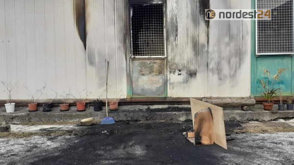 Gatti bruciati vivi: gara di solidarietà per L'Oasi Felina - 