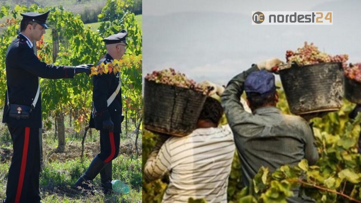 Manodopera, sfruttavano i marocchini nelle vigne: 4 arresti - 